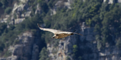 Griffon Vulture in the Gorge of Verdon, France