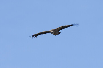 Fototapeta na wymiar Griffon Vulture in the Gorge of Verdon, France