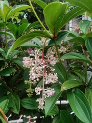 close up of a flower