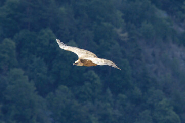 Griffon Vulture in the Gorge of Verdon, France