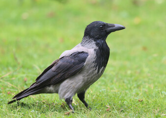Hooded crow