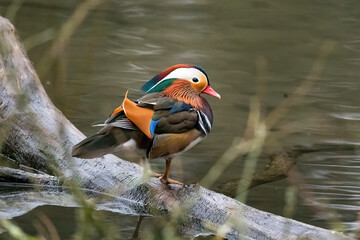 Mandarin Duck