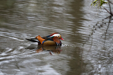 Mandarin Duck