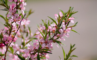 A branch of pink almond flowers. Banner, postcard, cover, flyer, layout design.

