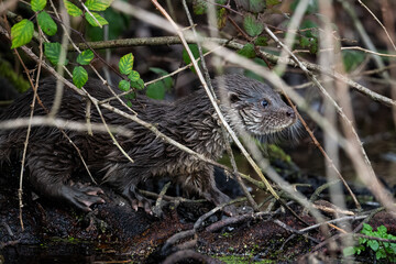 Otter