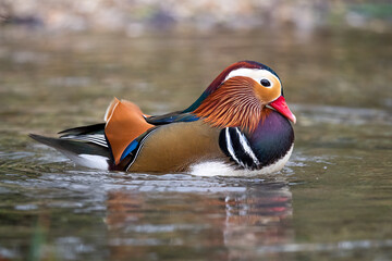 Mandarin Duck