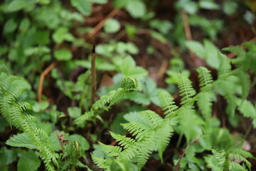 fern leaf in the forest