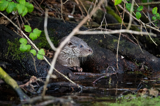 Otter
