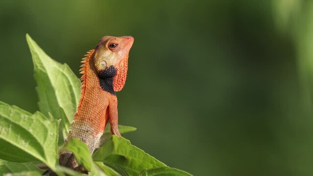 4k resolution video of a oriental garden lizard.