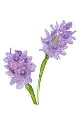 Hyacinth flower, background, product properties