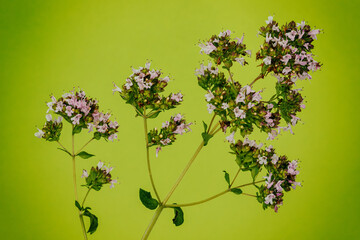 Blooming oregano plant against green background. Purple flowers of oregano herb.