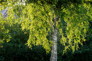 Fototapeta premium Backlit birch in a rural village