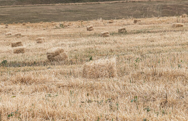 Mowed field with hay bales in the mountains. Straw background.