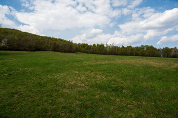 Green meadow and forest on a cloudy day.