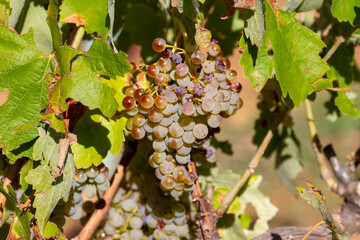 Bunches of grapes of the Macabeo variety ready to be harvested and slightly affected by the hail of a storm