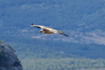 Fototapeta na wymiar Griffon Vulture in the Gorge of Verdon, France