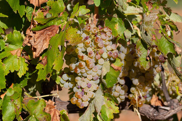 Bunches of grapes of the Macabeo variety ready to be harvested and slightly affected by the hail of a storm