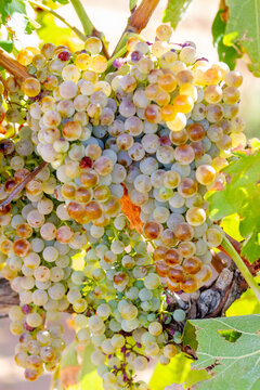Bunches of grapes of the Macabeo variety ready to be harvested and slightly affected by the hail of a storm