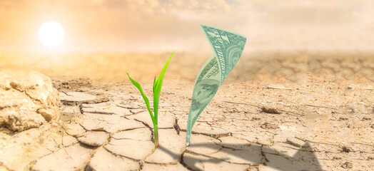 dollars and plant on dry desert ground climate change investments economy venture - obrazy, fototapety, plakaty