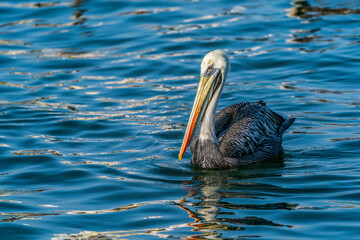 pelican on the water