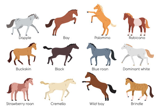 Horses Flat Set
