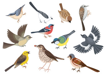Cartoon Birds Icon Set