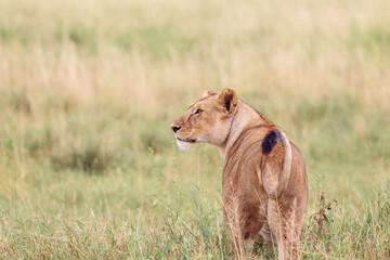 Fototapeta na wymiar Lioness looking off in the distance 