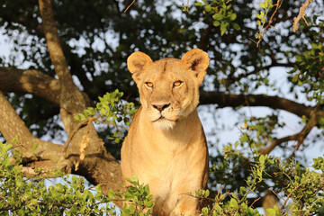 Lioness looking for the rest of her pride