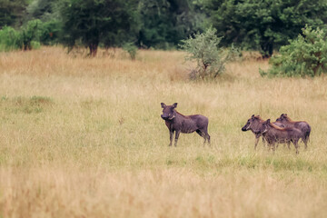 Warthog with their babies in the Serengeti