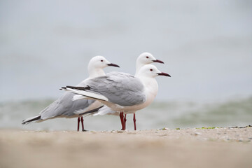 Slender-billed Gull (Chroicocephalus genei) , Abruzzo, on the Adriatic coast.