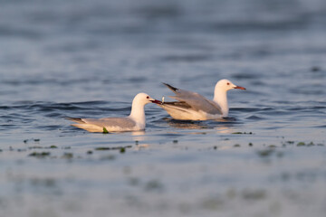 Slender-billed Gull (Chroicocephalus genei) , Abruzzo, on the Adriatic coast.