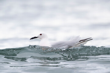 Slender-billed Gull (Chroicocephalus genei) , Abruzzo, on the Adriatic coast.