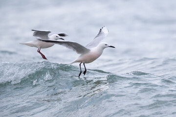 Slender-billed Gull (Chroicocephalus genei) , Abruzzo, on the Adriatic coast.