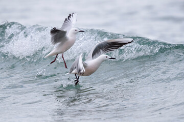Slender-billed Gull (Chroicocephalus genei) , Abruzzo, on the Adriatic coast.