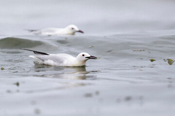 Slender-billed Gull (Chroicocephalus genei) , Abruzzo, on the Adriatic coast.