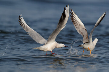 Slender-billed Gull (Chroicocephalus genei) , Abruzzo, on the Adriatic coast.
