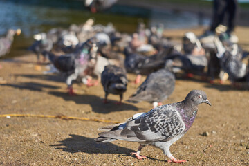 
The dove covered its eye while walking.