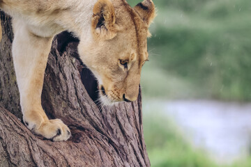 Lioness climbing down tree in the Serengeti