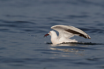 Slender-billed Gull (Chroicocephalus genei) , Abruzzo, on the Adriatic coast.