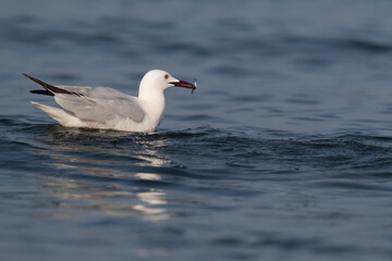 Slender-billed Gull (Chroicocephalus genei) , Abruzzo, on the Adriatic coast.