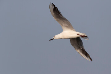 Fototapeta na wymiar Slender-billed Gull (Chroicocephalus genei) , Abruzzo, on the Adriatic coast.