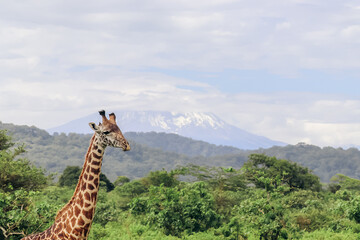 Giraffe in the Serengeti with Mt. Kilimanjaro in background