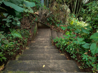 Stairs in the middle of the forest