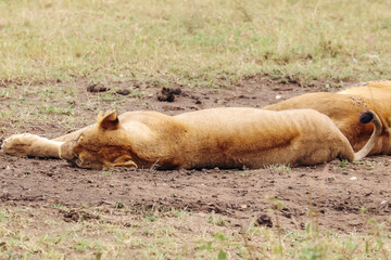 Lioness taking a nap in the dirt