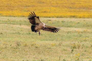 Tanzania Vulture