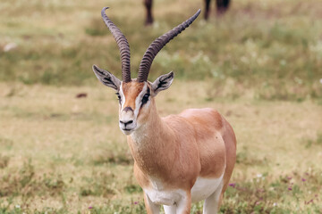 Naklejka na ściany i meble Tanzania Safari Antelope