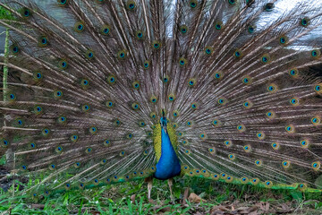 Obraz premium peacock with feathers