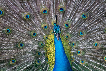 Obraz premium peacock with feathers out