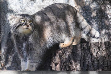 Wild cat manul looks ahead