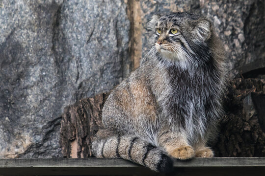 Wild cat manul sits and looks ahead
